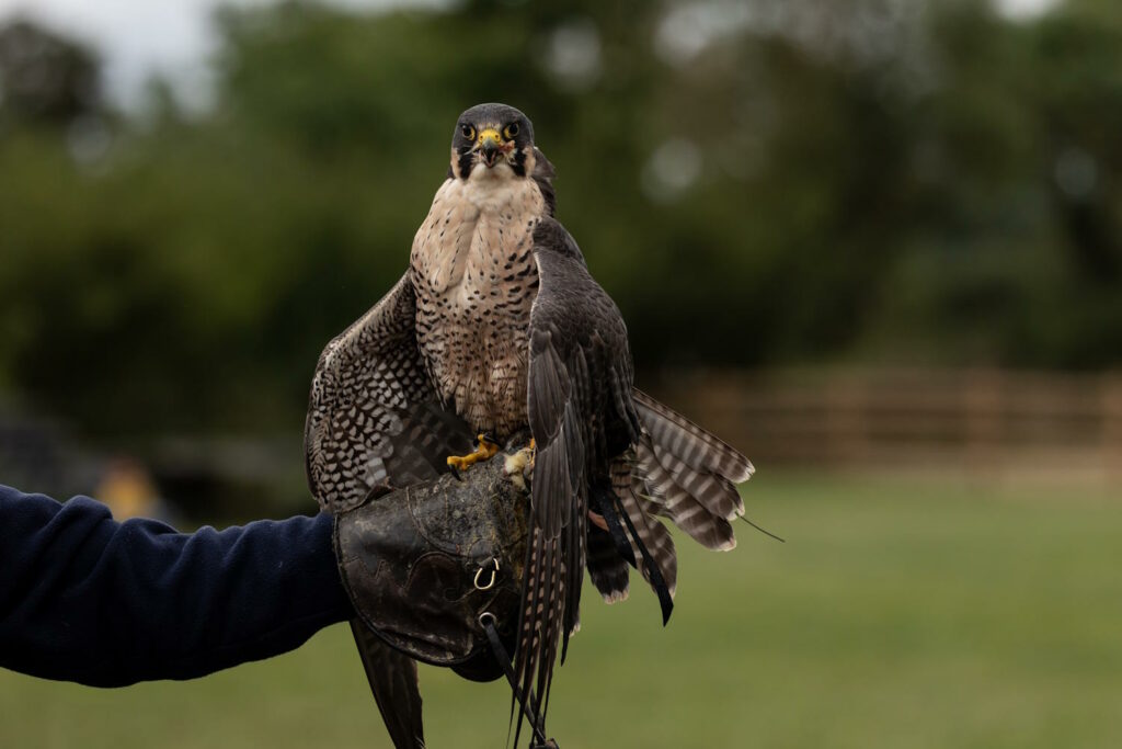Falke auf Arm