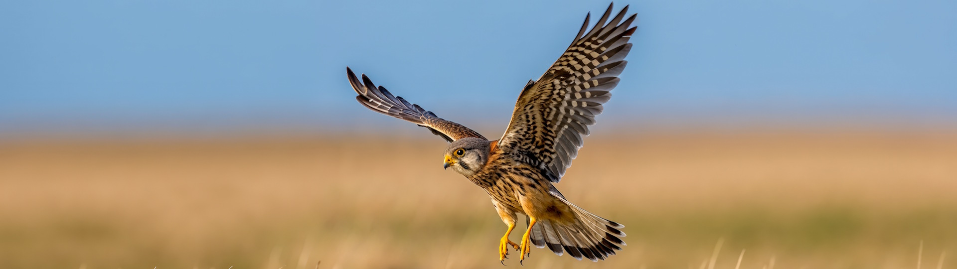 Harzfalkenhof in Bad Sachsa