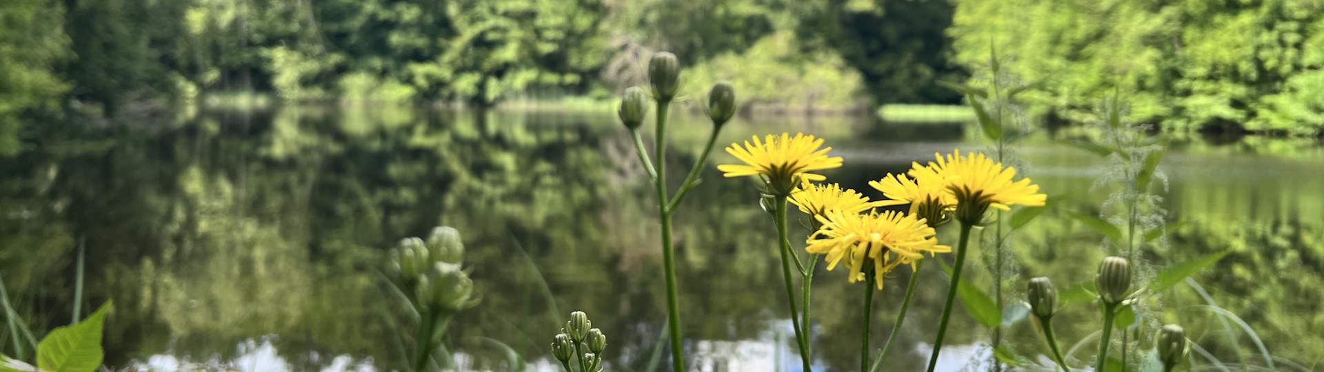 Priorteich Walkenried